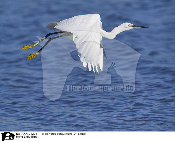 fliegender Seidenreiher / flying Little Egret / AXK-01204