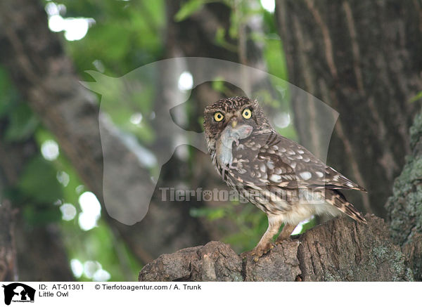 Little Owl / AT-01301