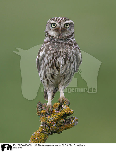 Steinkauz / little owl / FLPA-03439