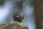 sitting little Owl