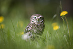 sitting little owl