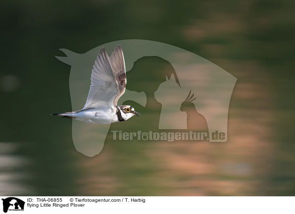 flying Little Ringed Plover / THA-06855