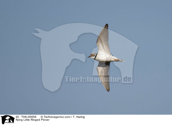 flying Little Ringed Plover / THA-06858