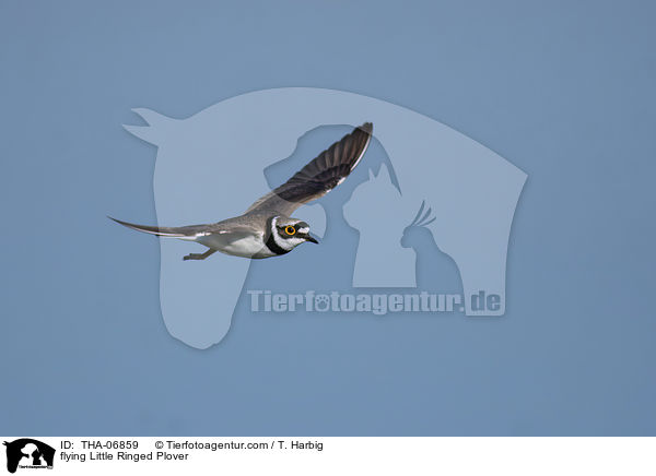flying Little Ringed Plover / THA-06859