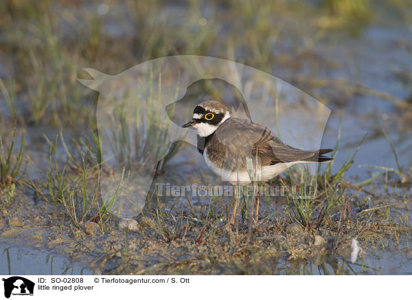 little ringed plover / SO-02808