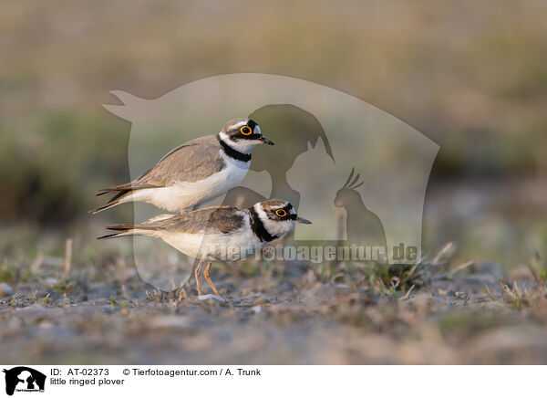 little ringed plover / AT-02373