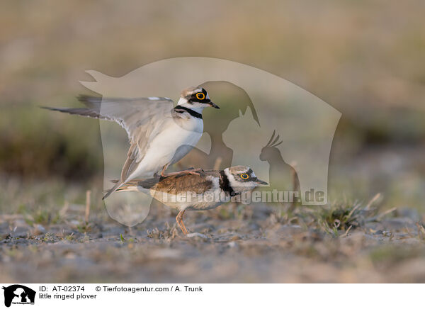little ringed plover / AT-02374