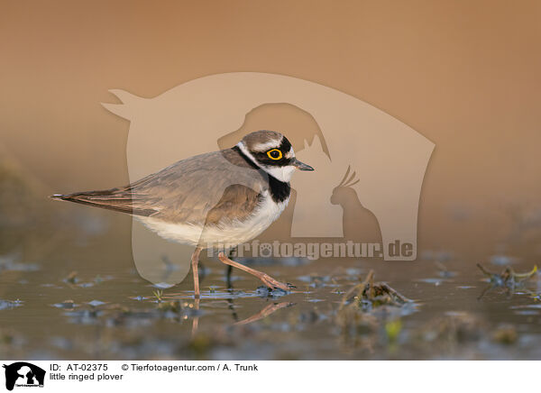 little ringed plover / AT-02375