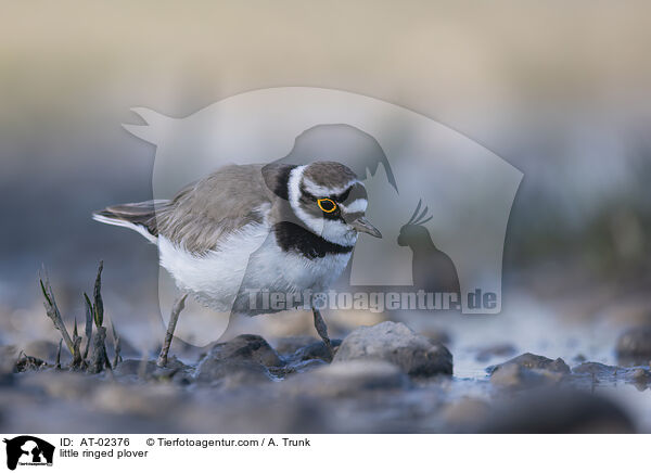 little ringed plover / AT-02376