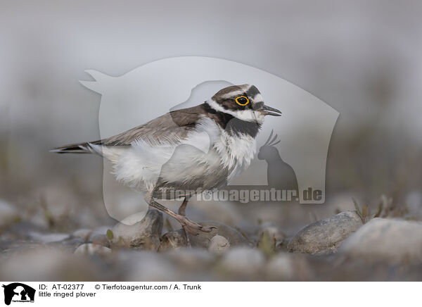 little ringed plover / AT-02377
