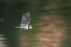 flying Little Ringed Plover