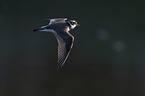 flying Little Ringed Plover