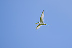 little tern