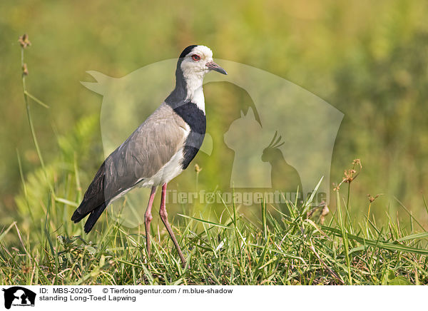 standing Long-Toed Lapwing / MBS-20296
