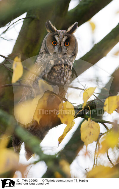 Waldohreule / northern long-eared owl / THA-09963