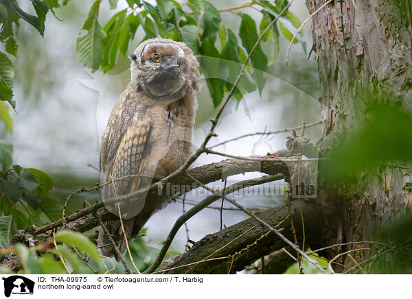 northern long-eared owl / THA-09975
