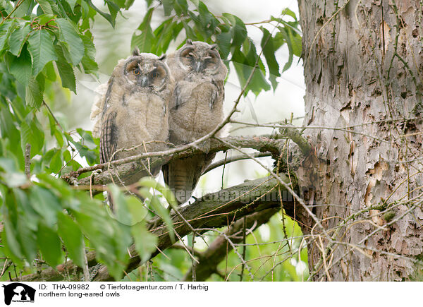 northern long-eared owls / THA-09982