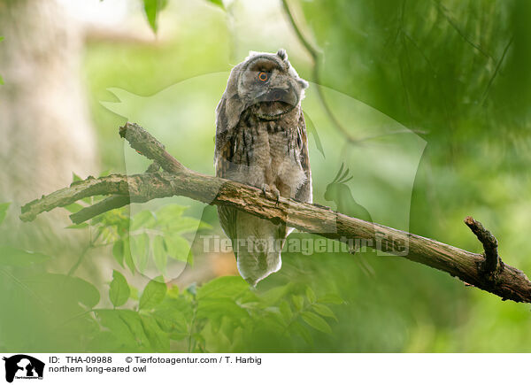 northern long-eared owl / THA-09988
