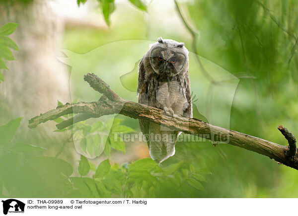 northern long-eared owl / THA-09989