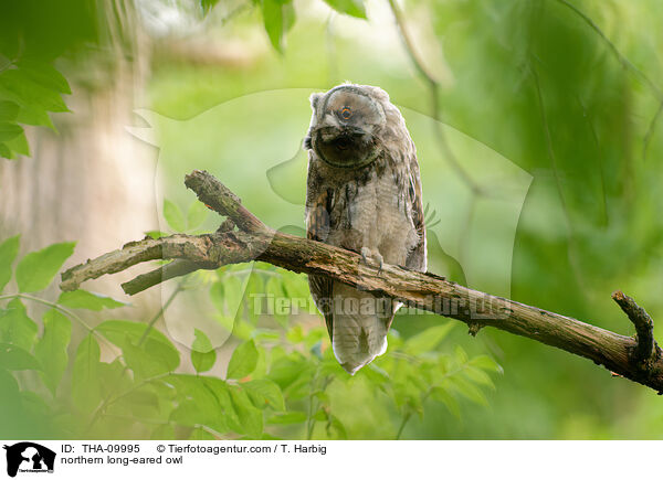 northern long-eared owl / THA-09995
