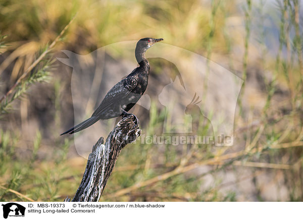 sitting Long-tailed Cormorant / MBS-19373