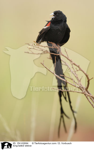 long-tailed widow / DV-02894