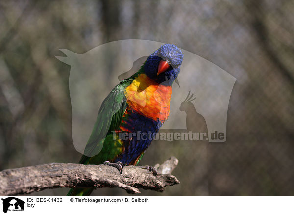 lory / BES-01432