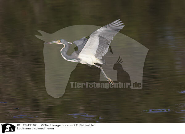 Louisiana tricolored heron / FF-13107