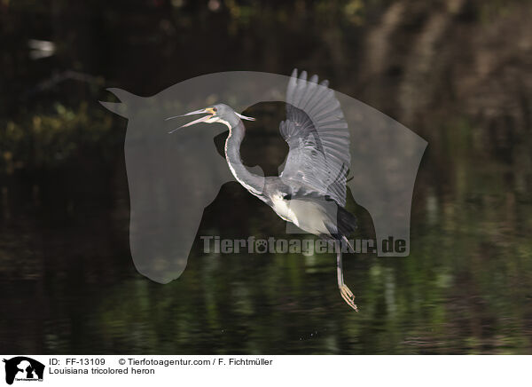 Louisiana tricolored heron / FF-13109