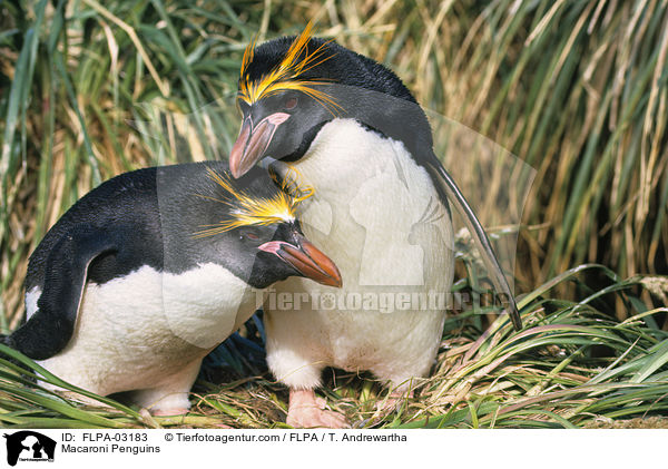 Macaroni Penguins / FLPA-03183