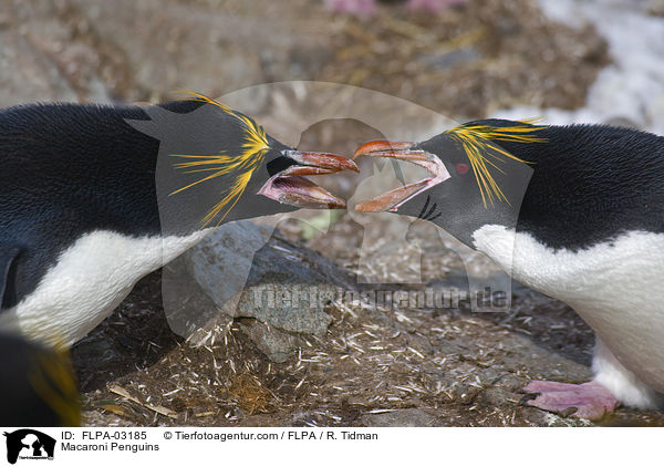 Macaroni Penguins / FLPA-03185