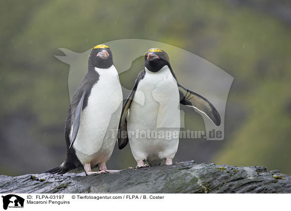 Goldschopfpinguine / Macaroni Penguins / FLPA-03197