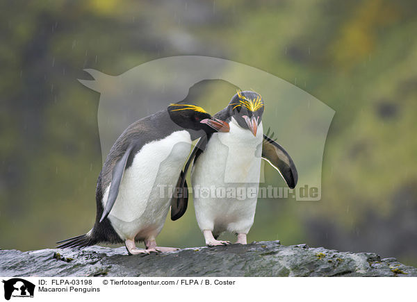 Goldschopfpinguine / Macaroni Penguins / FLPA-03198