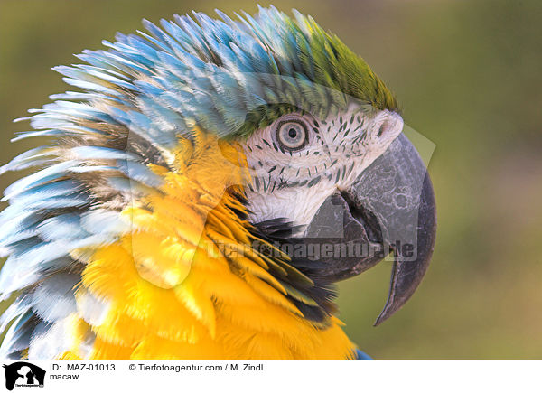 macaw / MAZ-01013