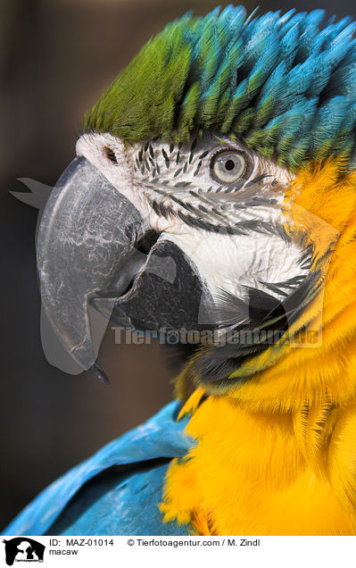 macaw / MAZ-01014