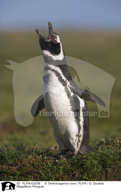 Magellanic Penguin / FLPA-03208
