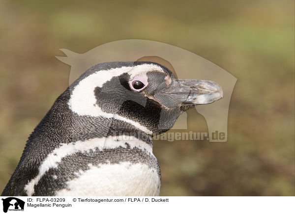 Magellanic Penguin / FLPA-03209