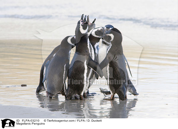 Magellanic Penguins / FLPA-03210