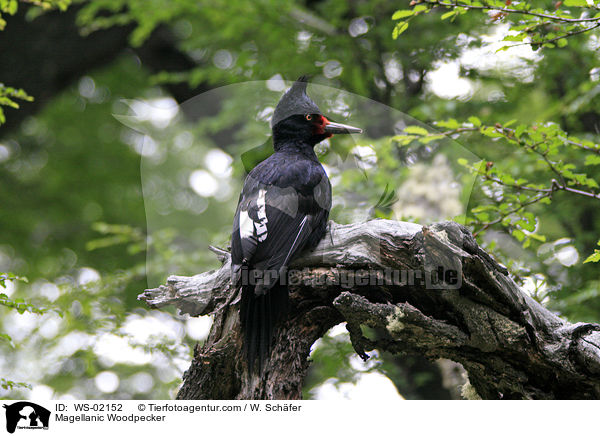 Magellanic Woodpecker / WS-02152