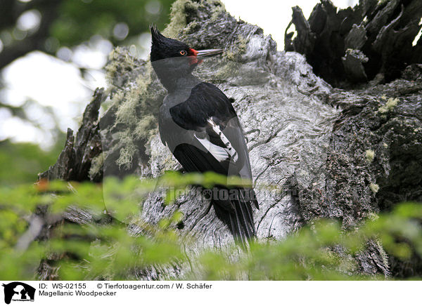 Magellanic Woodpecker / WS-02155