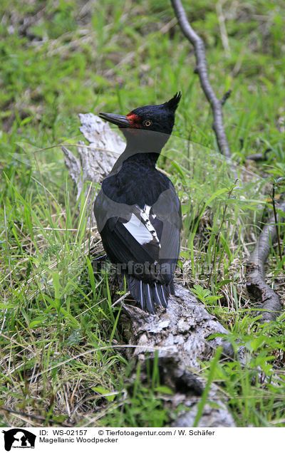 Magellanic Woodpecker / WS-02157