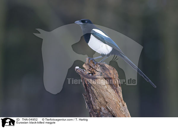 Eurasian black-billed magpie / THA-04952