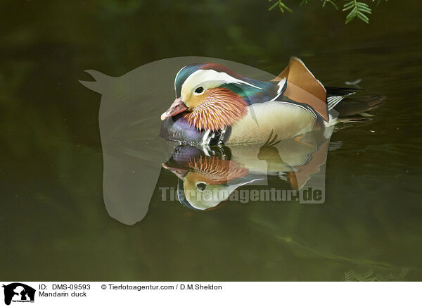Mandarin duck / DMS-09593