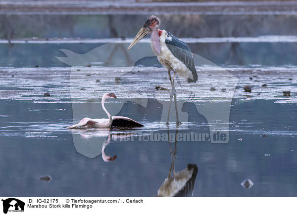 Marabou Stork kills Flamingo / IG-02175