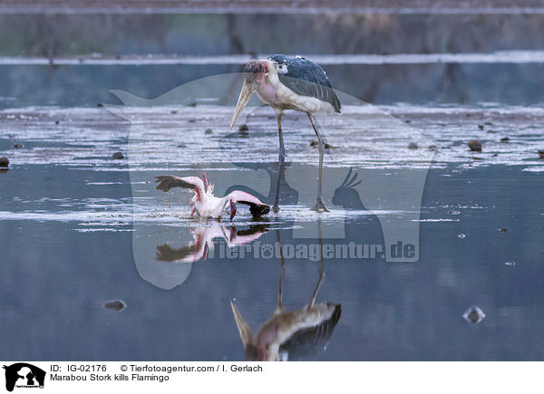 Marabou Stork kills Flamingo / IG-02176