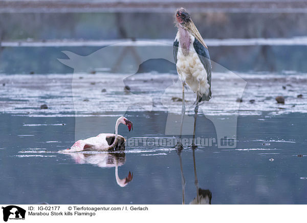 Marabou Stork kills Flamingo / IG-02177