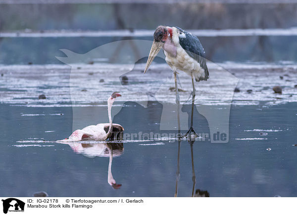 Marabou Stork kills Flamingo / IG-02178