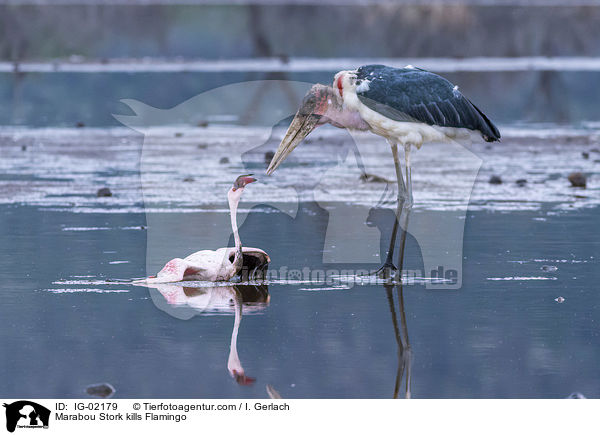 Marabou Stork kills Flamingo / IG-02179