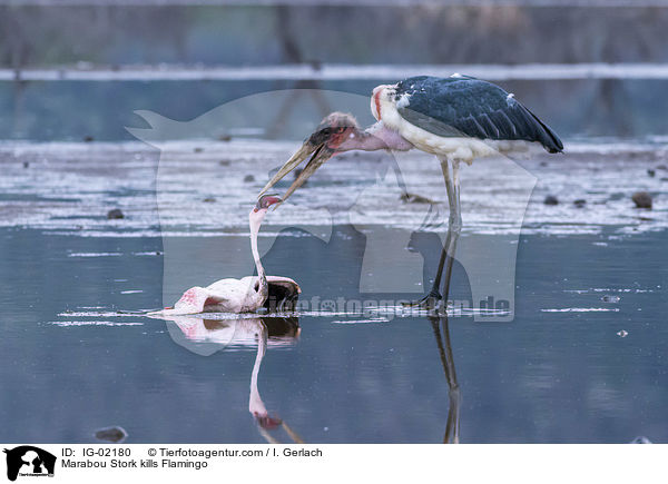 Marabou Stork kills Flamingo / IG-02180