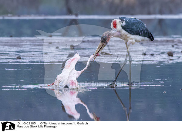 Marabou Stork kills Flamingo / IG-02185